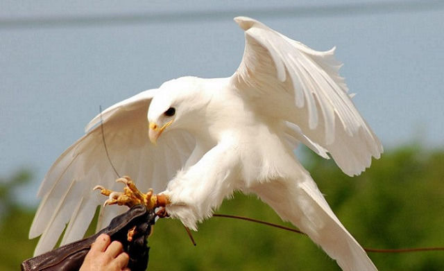 神秘 自然の美しさ 白く神々しい動物たち かわいい癒し画像 動画 神秘 自然の美しさ 白く神々しい動物たち かわいい癒し画像 動画