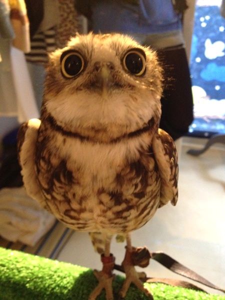 世界で一番かわいい フクロウの魅力 かわいい癒し画像 動画 世界で一番かわいい フクロウの魅力 かわいい癒し画像 動画