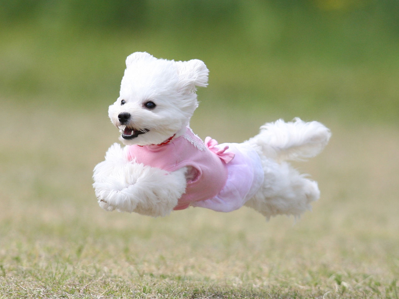 大空に羽ばたけ 飛行犬 かわいい癒し画像 動画 大空に羽ばたけ 飛行犬 かわいい癒し画像 動画