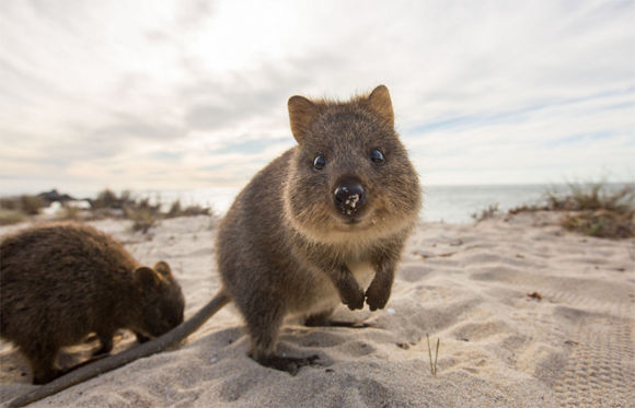 世界一可愛いクアッカワラビーに元気をもらおう かわいい癒し画像 動画