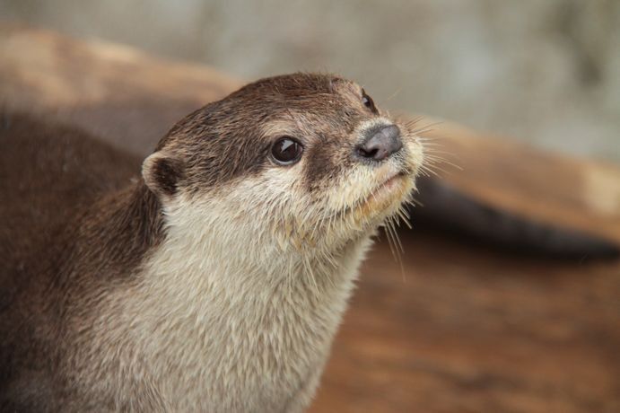 可愛いカワウソさんたち かわいい癒し画像 動画 可愛いカワウソさんたち かわいい癒し画像 動画