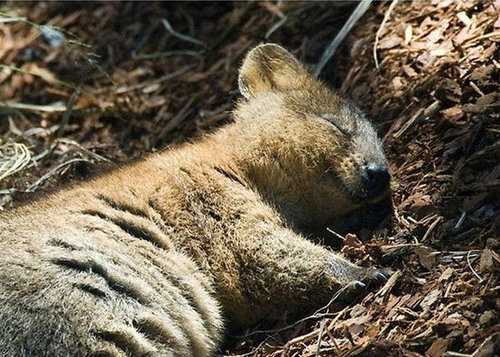 今クアッカワラビーが熱い 世界一幸せな動物 かわいい癒し画像 動画