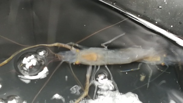 佐賀 テナガエビ釣りに来たぞ 画像あり W