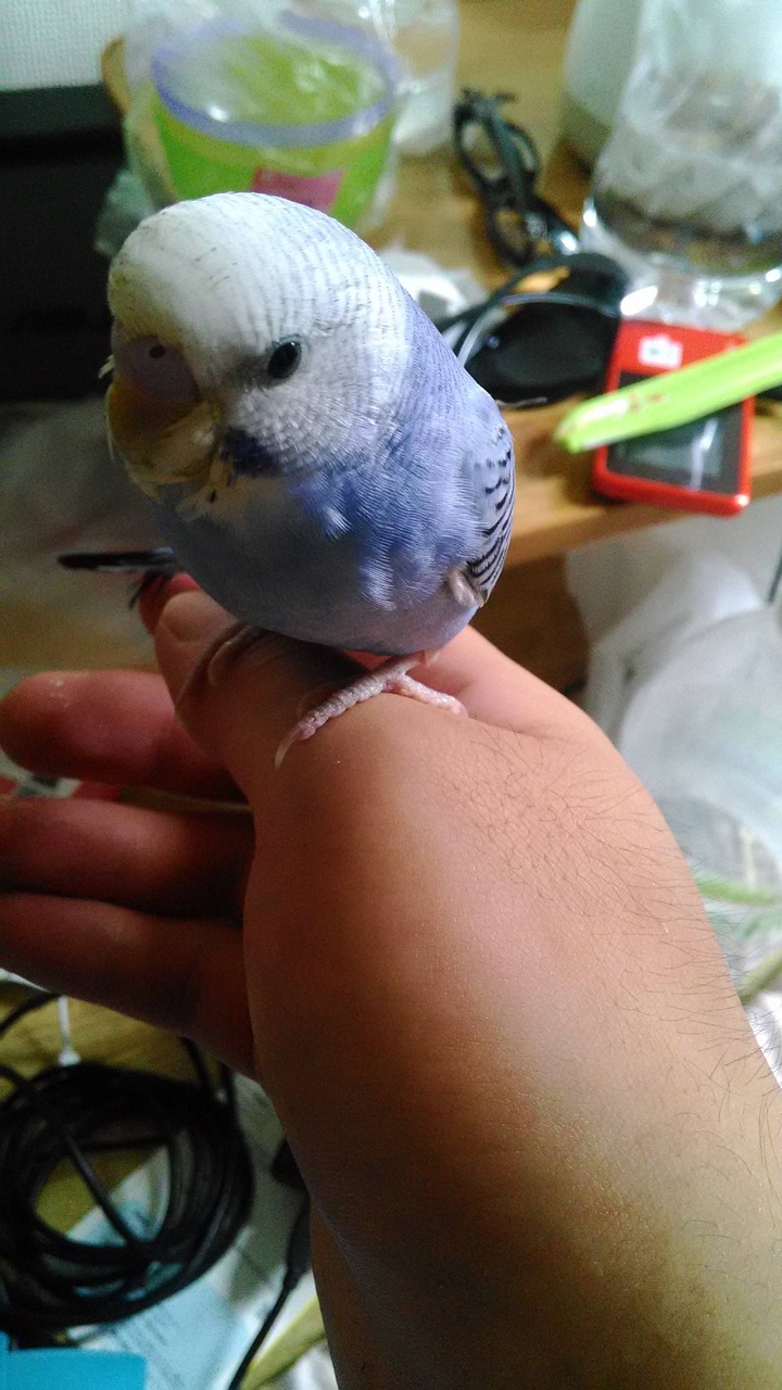 セキセイインコ可愛すぎ 画像あり W セキセイインコ可愛すぎ 画像あり W