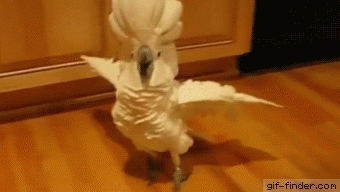インコってなんであんなにちっちゃくてかわいくていい匂いなの 画像あり W インコってなんであんなにちっちゃくてかわいくていい匂いなの 画像あり W