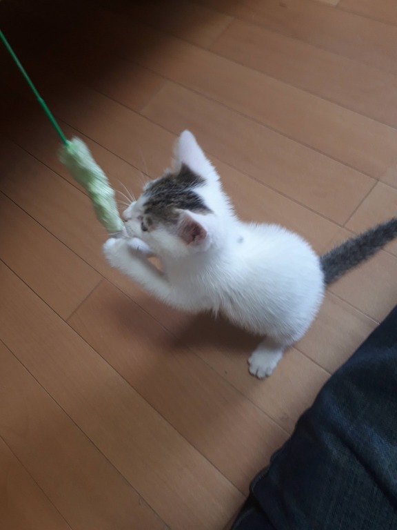 ぬこをもらったんだがwww 画像あり W ぬこをもらったんだがwww 画像あり W