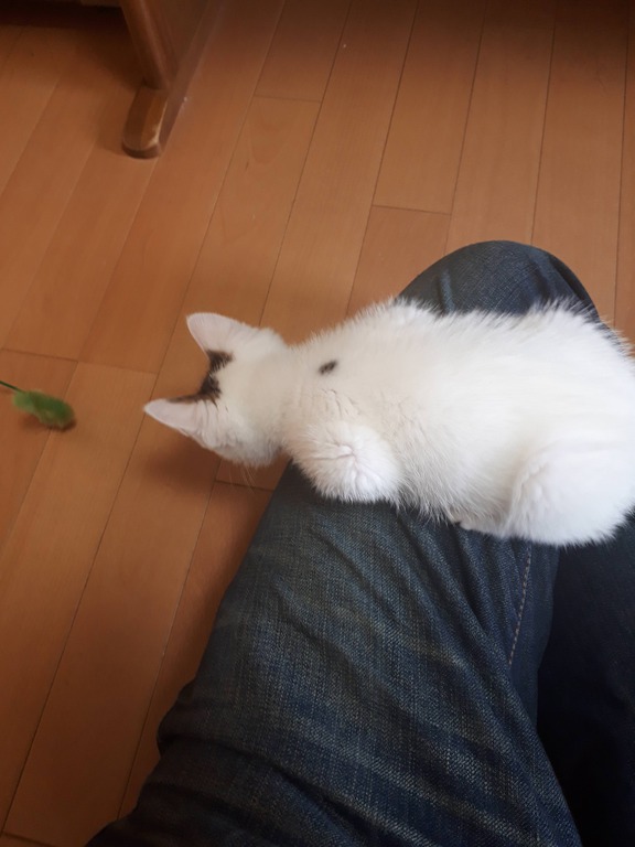 ぬこをもらったんだがwww 画像あり W ぬこをもらったんだがwww 画像あり W
