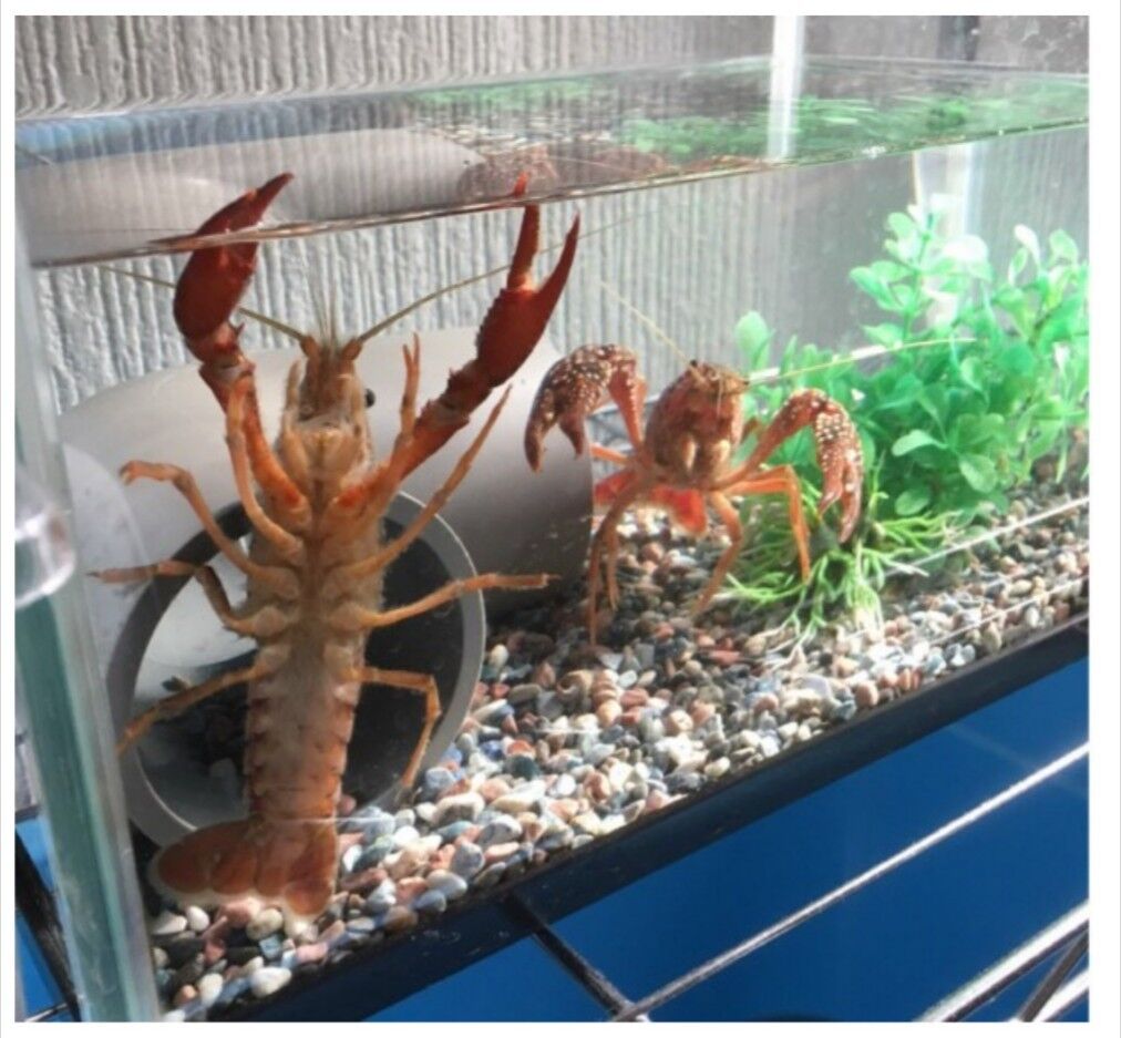 画像あつめーる