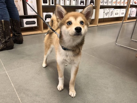 画像 柴犬とハスキーの雑種 かわいい過ぎる 画像あつめーる 画像 柴犬とハスキーの雑種 かわいい過ぎる 画像あつめーる