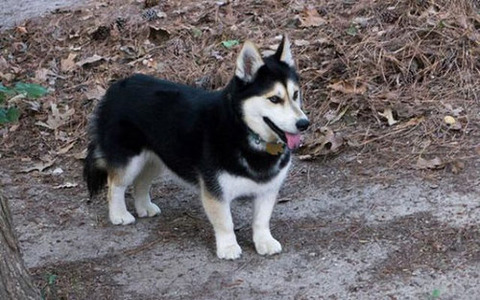 柴犬 と ハスキー をミックスさせた 結果 ｗｗuｗｗuｗｗuｗｗ 画像あつめーる