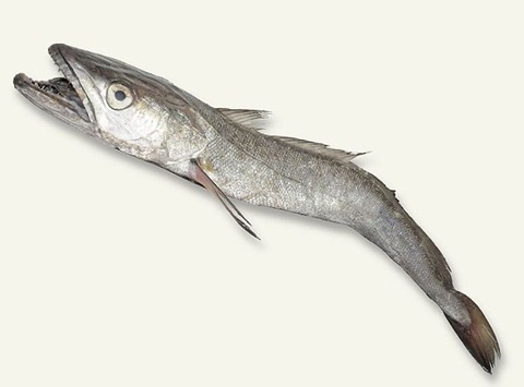 悲報 白身魚のフライの正体 メッサーラとかいう謎の魚だった 画像あつめーる