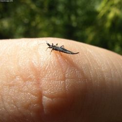 世界最小の昆虫 さすがに小さすぎやろ 画像あつめーる 世界最小の昆虫 さすがに小さすぎやろ 画像あつめーる