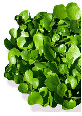 watercress