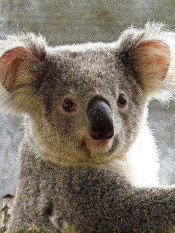 koala-1475256__340