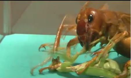 最強の虫はカマキリでいいかな もにゅーどこにゅーど ムード葉っぱ 最強の虫はカマキリでいいかな もにゅーどこにゅーど ムード葉っぱ