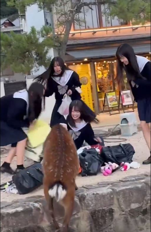 【動画】鹿さんがJKの荷物を漁る動画がバズる