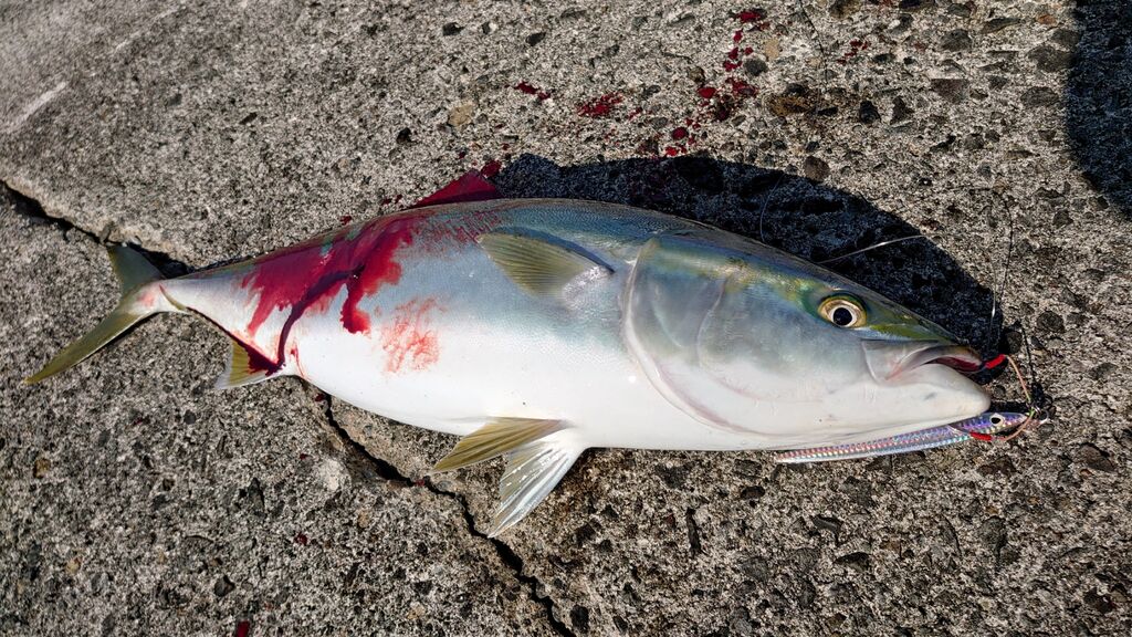 3 6 薩摩川内沖堤防 釣りどん