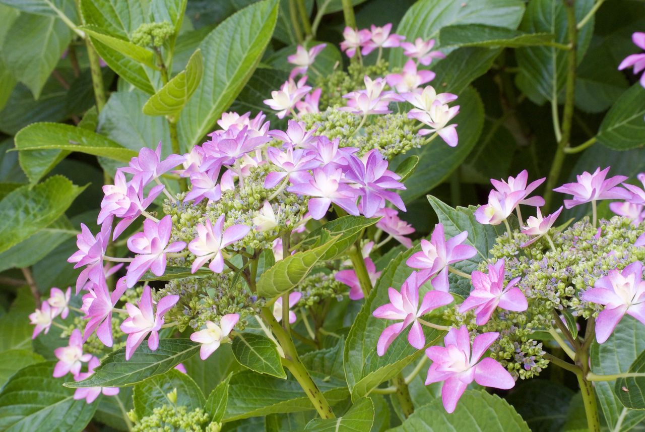 潮明寺の紫陽花 Gecko 45thave 潮明寺の紫陽花 Gecko 45thave