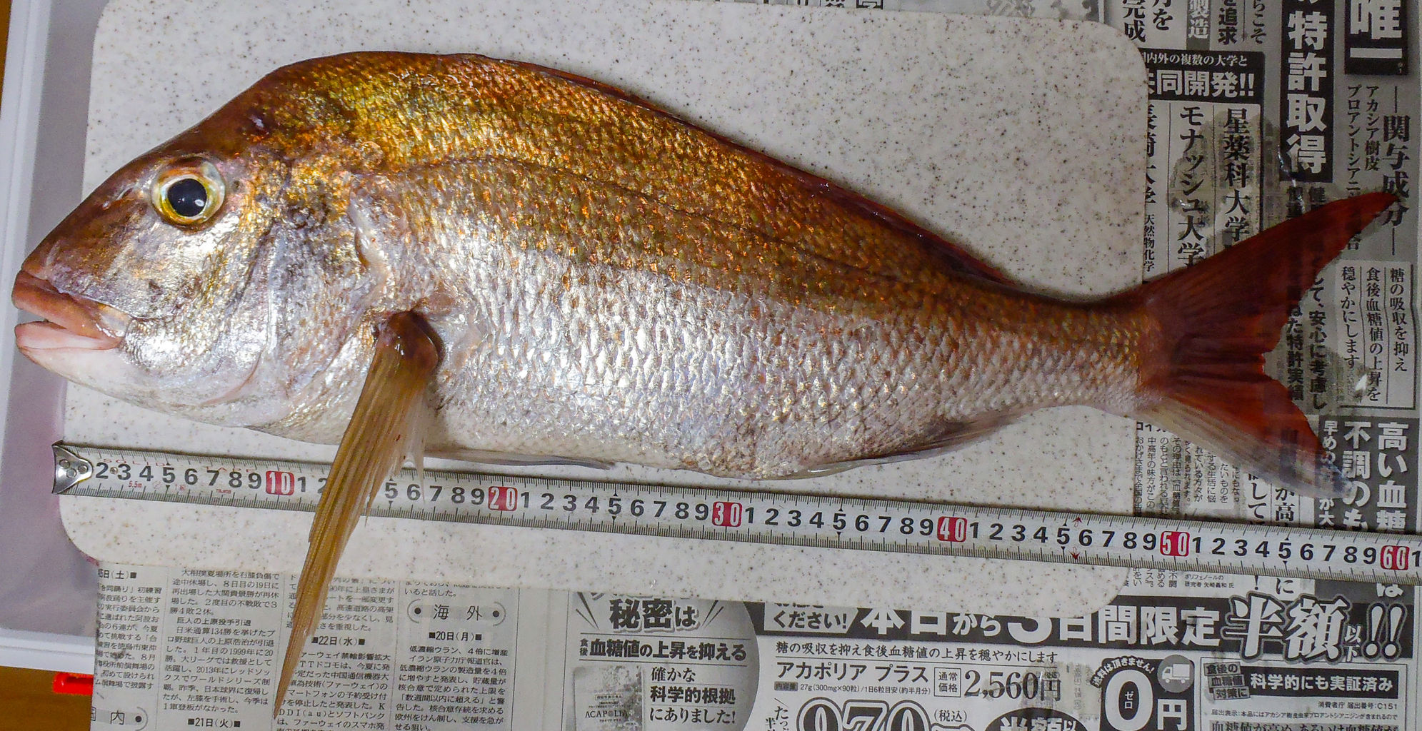 タイラバ 真鯛釣り Gecko 45thave