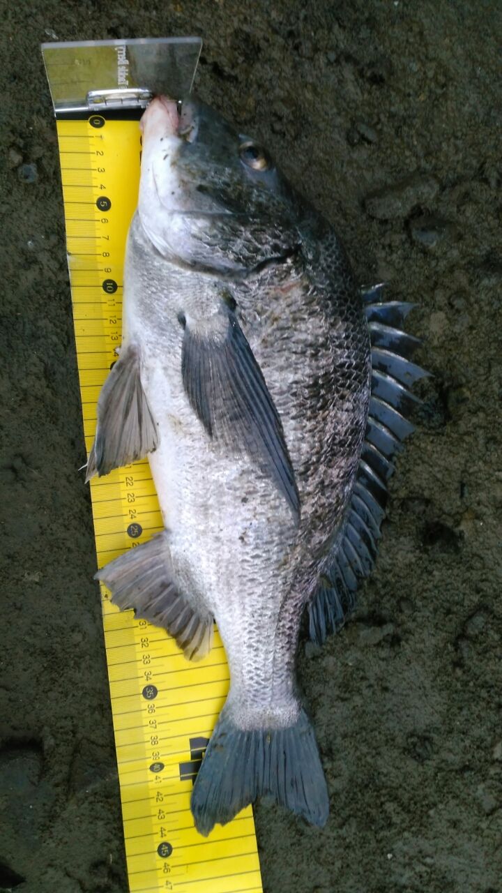 久々お魚が多め 新世紀 ゲドウゲリオン