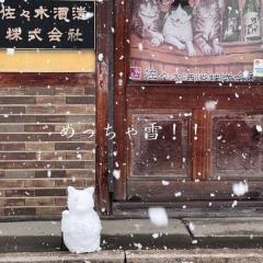 「うまっ！マジ！？」と女児も驚いた、ネコの雪だるま 佐々木蔵之介さん実家の酒造会社が話題に