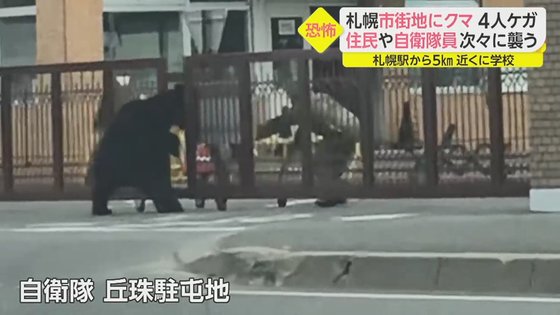 ヤバい 札幌に熊出没 自衛隊駐屯地を襲撃 芸能dx全集中まとめちゃんねる