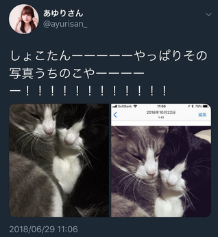 shoko neko