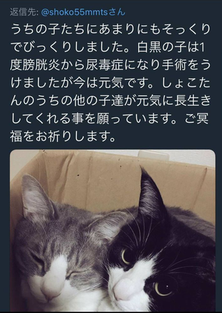 shoko neko1
