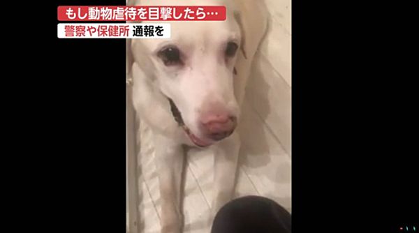京都 老犬虐待動画 飼い主の女は 躾 主張 ネット この女こそ躾が必要 犬は動物保護団体の女性が保護 News Geispo