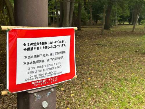 【セミの幼虫 乱獲問題】中国語でも「採取禁止」の張り紙、食用目的か 注意された中国人「日本語が分からない」「何でとったらダメなのか」と開き直る