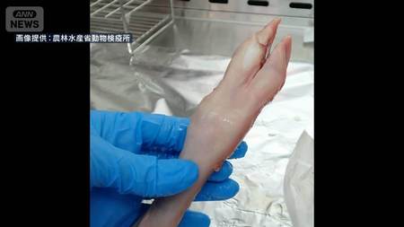 新千歳空港で口蹄疫ウイルス確認　中国からヤギ生肉、初の検疫摘発　国内侵入は阻止