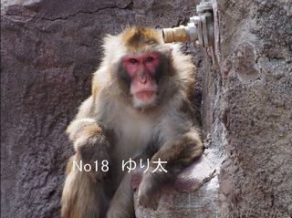 【円山動物園 連続死】今度はニホンザルの雄「ゆり太」(20歳)　麻酔による急性心不全＝改善勧告で獣医師増員したばかり