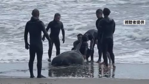 【イルカ打ち上げ】千葉・一宮町の海岸にカズハゴンドウ約30頭 NTTの謎の通信障害との関連は? ネット「巨大地震の予兆か」