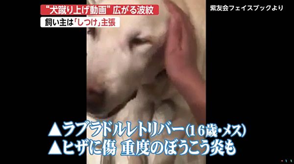 京都 老犬虐待動画 飼い主の女は 躾 主張 ネット この女こそ躾が必要 犬は動物保護団体の女性が保護 News Geispo