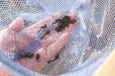 【生き物を殺すのが教育】茨城・結城市立保育園、飼育セットの寄付や生き物の世話の申し出を断る 市の子ども福祉課「市役所では教育のことは分からない」