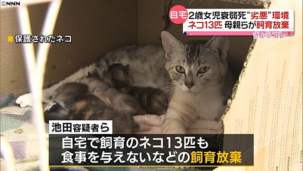 【札幌女児虐待事件】飼い猫13匹も飼育放棄 男の自宅でも8匹=劣悪環境下で…