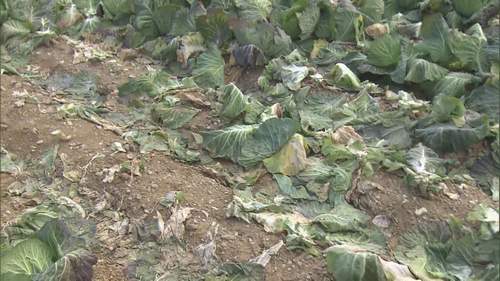 【愛知 キャベツ約800玉窃盗】農家が憤り「人のやる事じゃない…」 生育不良で価格高騰、転売目的か