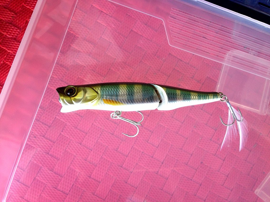 サイカチ沼 小バスアングラー釣行記