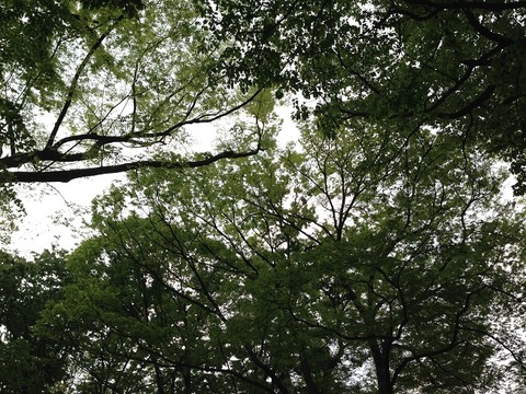 20150425_0006（布多天神社・木々）20％