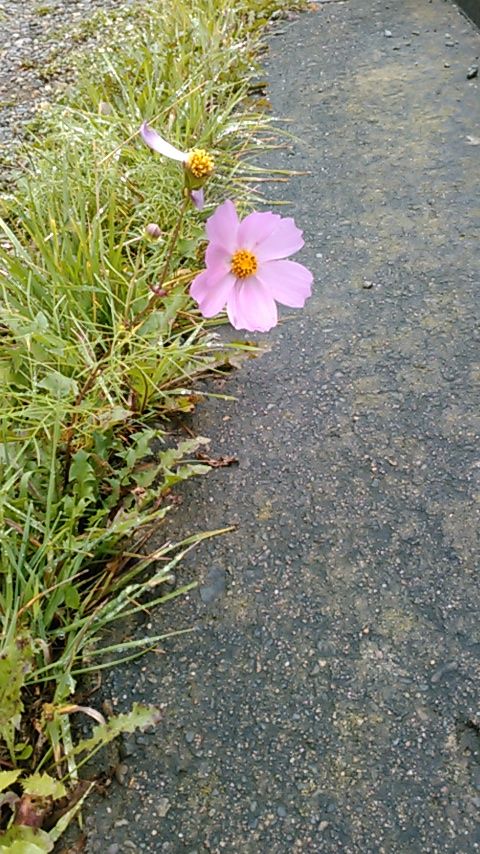 190916花