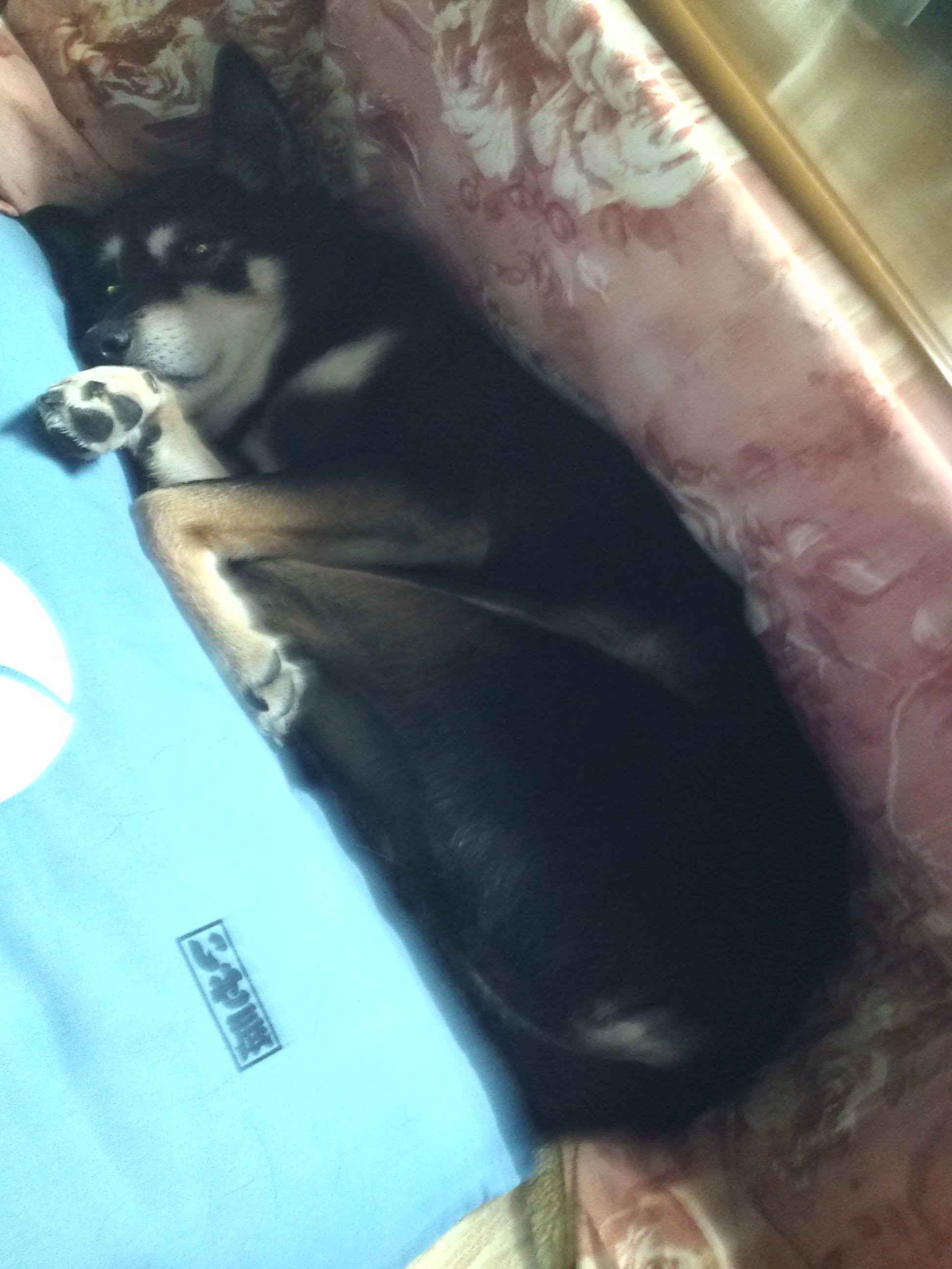 こ こ こ こ こ このバカ犬ー ゲルのルート