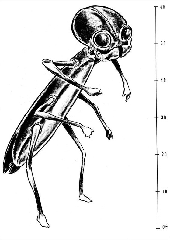 文書名 _fieldguide extra_R
