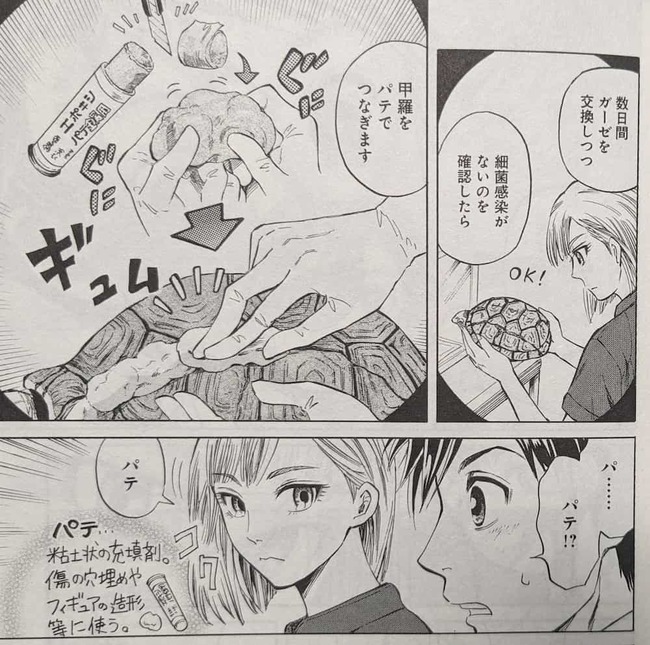 亀の甲羅をパテで補強し治療する院長の月光先生