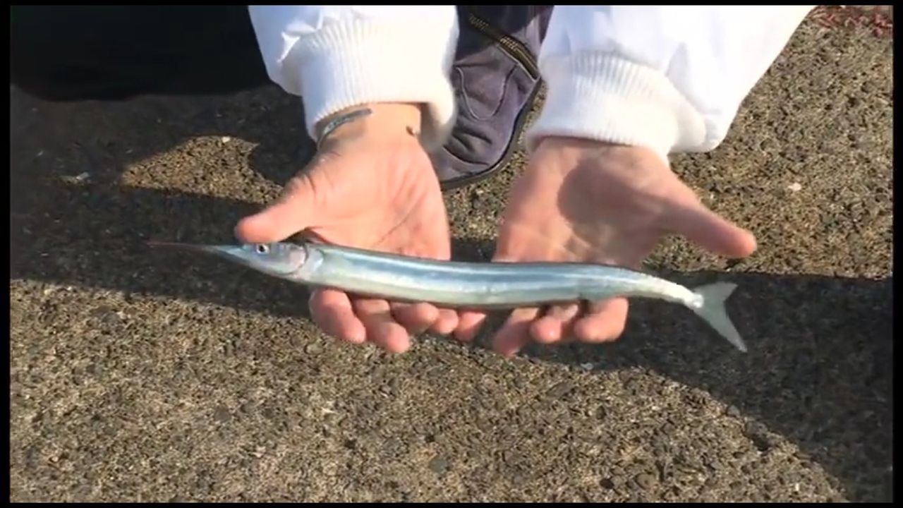 南房 千倉港でサヨリが連発 秋刀魚クラスも でかい 冬の堤防釣りpart 2後篇 外房でシマアジ ヒラメ釣りのじぇみないブログ 南房 千倉港でサヨリが連発 秋刀魚クラスも でかい 冬の堤防釣りpart 2後篇 外房でシマアジ ヒラメ釣りのじぇみないブログ