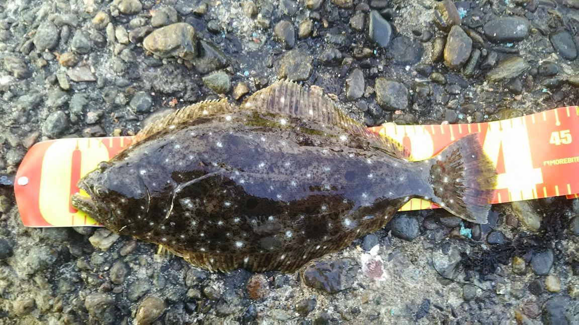 春のヒラメ 5枚おろしの柵どりと食味は 外房でシマアジ ヒラメ釣りのじぇみないブログ 春のヒラメ 5枚おろしの柵どりと食味は 外房でシマアジ ヒラメ釣りのじぇみないブログ