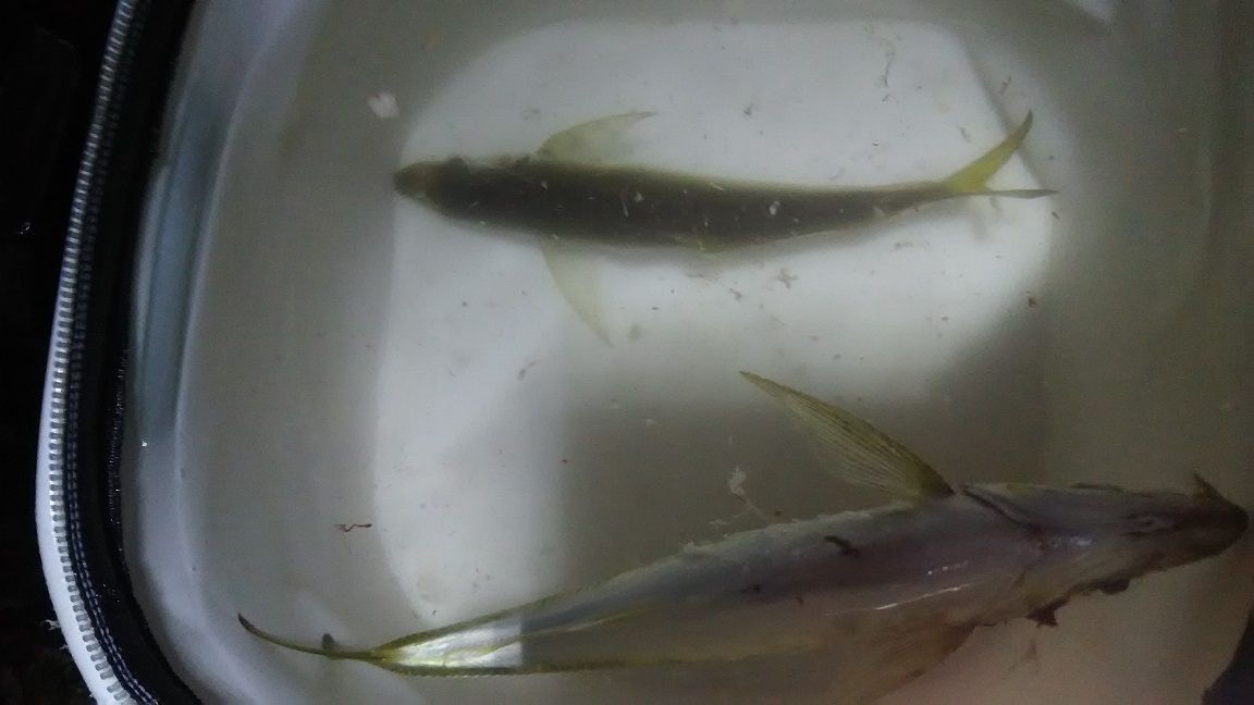 9月 外房釣り カゴ釣りのコマセを変えてアジ倍増 外房でシマアジ ヒラメ釣りのじぇみないブログ