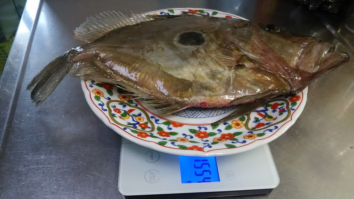 41cmのマトウダイ 馬頭鯛 的鯛 をさばいて美味しい刺身の作り方 3枚おろし編 外房でシマアジ ヒラメ釣りのじぇみないブログ 41cmのマトウダイ 馬頭鯛 的鯛 をさばいて美味しい刺身の作り方 3枚おろし編 外房でシマアジ ヒラメ釣りのじぇみないブログ