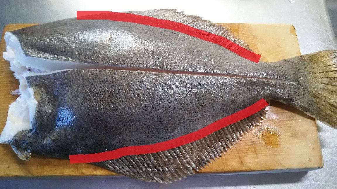 ５０ｃｍのヒラメを使って 美味しい刺身を作り方 ５枚おろし編 外房でシマアジ ヒラメ釣りのじぇみないブログ