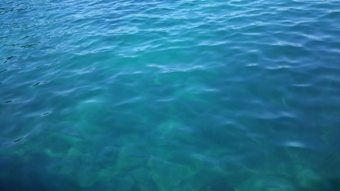 3月・外房釣り アジ38匹釣果の海中動画でつがいのボラを超接写