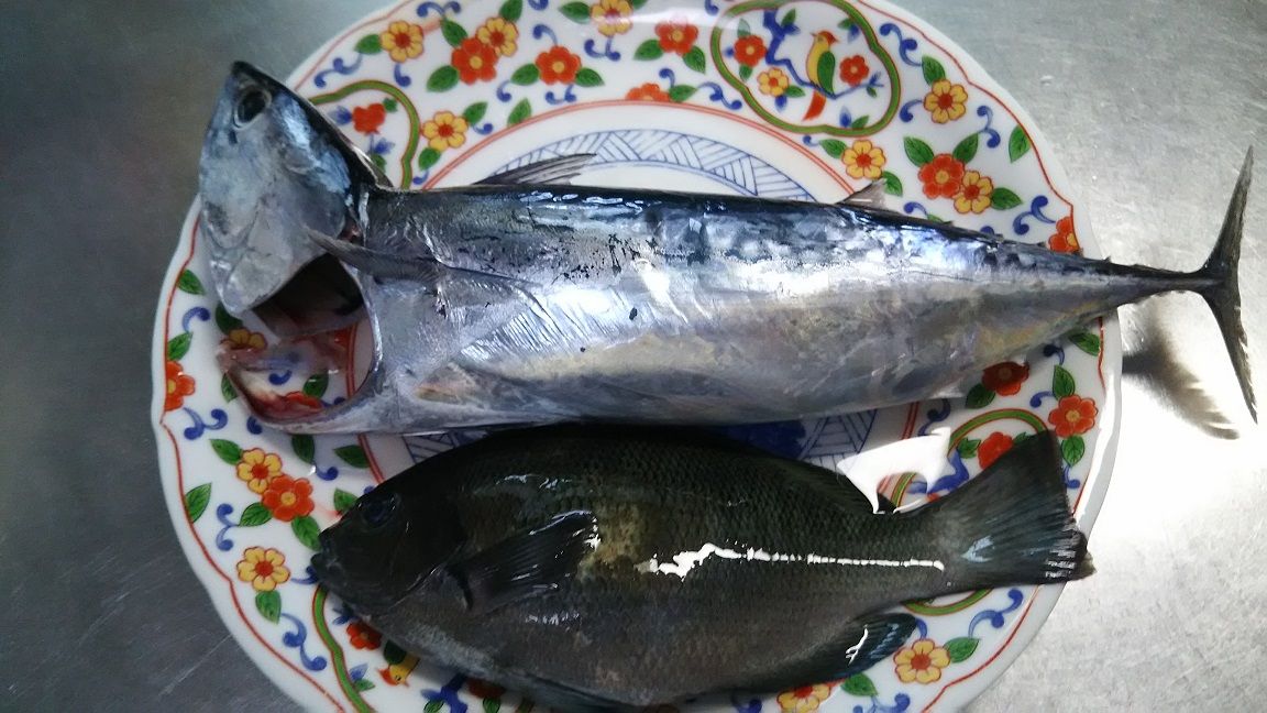 ９月 外房釣り 夏休み後の釣り再開を一気にハイライト 外房でシマアジ ヒラメ釣りのじぇみないブログ